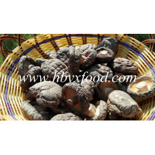 Top Quality Mushroom Fresh Smooth Shiitake Mushroom for Sale